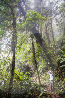 Ecuador. Bird watching in the Choco Rainforest, and area of Cloud Forest in the Pichincha Province of Ecuador, South America