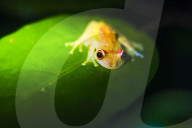 Frog in the Amazon Rainforest at night, Coca, Ecuador, South America