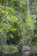 Dugout canoe boat ride in the Amazon Rainforest, Coca, Ecuador, South America