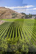 Vineyards at Mission Estate Winery, Napier, Hawkes Bay Region, North Island, New Zealand