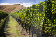 Vineyard at Clearview Estate Winery, Hastings, Hawkes Bay Region, North Island, New Zealand