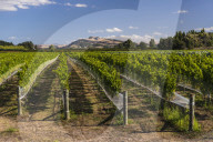 Black Bridge Estate Vineyards near Napier, Hawkes Bay Region, North Island, New Zealand