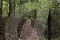 Footpath through Waipoua Kauri Forest, Northland Region, North Island, New Zealand
