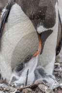 Gentoo penguin, Pygoscelis papua, adult on nest with young chicks on Cuverville Island, Antarctica