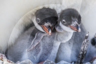Gentoo penguin, Pygoscelis papua, adult on nest with young chicks on Cuverville Island, Antarctica