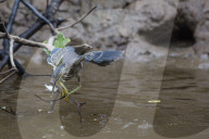 Adult striated heron, Butorides striata, catching a fish in Nauta CaÃ±o, Upper Amazon River Basin, Loreto, Peru