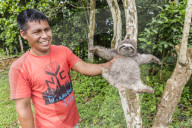 A man with his 'pet' brown-throated sloth, Bradypus variegatus, San Francisco Village, Loreto, Peru