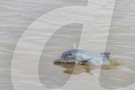 Adult gray dolphin, bufeo griÃÅs, Sotalia fluviatilis, Amazon National Park, Loreto, Peru