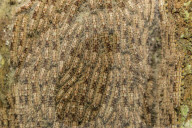 Caterpillars on tree bark, Upper Amazon River Basin, Amazon National Park, Loreto, Peru