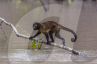 Adult tufted capuchin, Sapajus apella, crossing the water at San Miguel CaÃ±o, Loreto, Peru