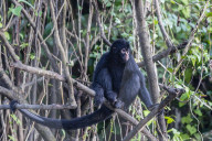 Adult spider monkey, Ateles spp, San Miguel CaÃ±o, Loreto, Peru