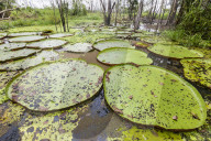 Victoria water lilies, Victoria amazonica, Puerto Miguel, Upper Amazon River Basin, Loreto, Peru