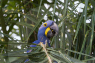 Hyacinth Macaw (Anodorhynchus hyacinthinus) eating nuts, Pantanal, Mato Grosso, Brazil
