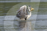 White-Necked Heron or Cocoi Heron (Ardea cocoi) fishing, Pantanal, Mato Grosso, Brazil