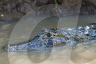 Yacare caiman (Caiman yacare) in the water, Cuiaba river, Pantanal, Brazil