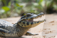 Young Yacare caiman (Caiman yacare), Cuiaba river, Pantanal, Brazil