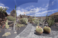 Cactus garden Jardin de Cactus by Cesar Manrique, wind mill, UNESCO Biosphere Reserve, Guatiza, Lanzarote, Canary Islands, Spain