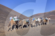 Tourists on camel tour, dromedaries, Parque National de Timanfaya, Lanzarote, Canary Islands, Spain