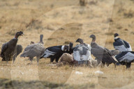 Andean Condor (Vultur Gryphus), Patagonia, Chile, South America