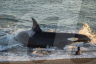 Orca (Orcinus orca) and South American sea lion (Otaria flavescens), Patagonia, Argentina, South America