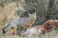 Grey fox (Lycalopex gymnocercus), Patagonia, Chile, South America