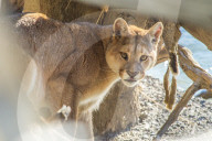 Puma (Puma concolor) (wild puma), Patagonia, Chile, South America