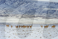 Guanaco (Lama guanicoide), Patagonia, Argentina, South America