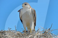 Red backed hawk (Buteo Polyosoma) with her chick on the nest, Peninsula Valdes, Patagonia, Argentina, South America