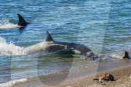 Orca (Orcinus orca) and South American sea lion (Otaria flavescens), Patagonia, Argentina, South America