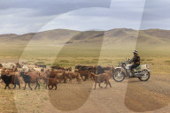 Herder on motorcycle with goat and sheep herd crosses road to Mandalgov in hill country South of Ulan Bator, Tov, Central Mongolia, Central Asia, Asia