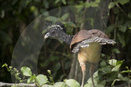 A female Great Curassow (Crax rubra)