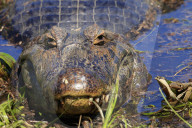 A Pantanal (yacare) caiman (Caiman yacare)