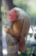 Bald uakari or red uakari monkey, Cacajao calvus, conservation status vulnerable