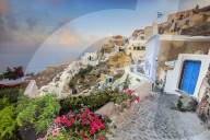 Bougainvillea flowers and typical houses on the Aegean Sea at sunrise Oia Santorini Cyclades Greece Europe