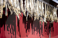 Dried stockfish is the main typical Norwegian product, Hamnoy, Moskenes, Nordland, Lofoten Islands, Arctic, Northern Norway, Scandinavia, Europe