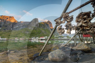 Midnight sun on dried fish framed by fishing village and peaks, Reine, Nordland county, Lofoten Islands, Arctic, Northern Norway, Scandinavia, Europe