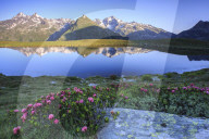 Rhododendrons surround Mount Cardine reflected in Lake Andossi at sunrise Chiavenna Valley Valtellina Lombardy Italy Europe
