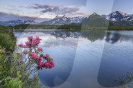 Rhododendrons surround Mount Cardine reflected in Lake Andossi at sunrise Chiavenna Valley Valtellina Lombardy Italy Europe