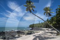 Palm tree on a white sand beach on Saint Joseph island, Iles du Salut, French Guiana, Department of France
