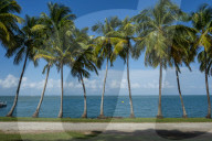 Palm tree line, Royal island, Iles du Salut, Devils island, French Guiana, Department of France