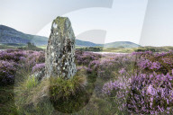 Creggenan Lake, North Wales, Standing Stone, Heather,