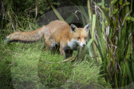 Red Fox, vulpes vulpes, mammal,