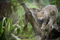 Scottish wildcat, Wildcat, felix silvestris, feline, mammal, cat