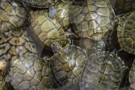 Guilin, bird and flower market, terrapin, reptile, Asia, market, pet market