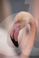 Camargue, France, Sunset, pink flamingo, portrait, bird, wildfowl,