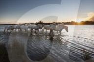 Camargue, France, Sunset, white horses, wild, horses, equine, herd, sea, seascape, running, calm, relax, scenic
