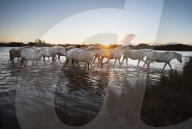 Camargue, France, Sunset, white horses, wild, horses, equine, herd, sea, seascape, running, calm, relax, resting, white, horse