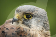 Kestrel, Male, Bird of Prey, Raptor, UK