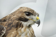 Red Tailed Hawk, raptor, Bird of prey, American