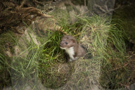 Pine Marten, British, Wild, wildlife, mustalid, UK